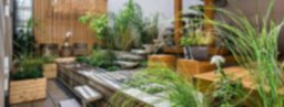 Plantas resistentes para terraza o balcón